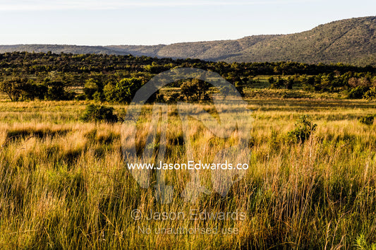 Dawn falls across a grassland and bushveld forest beneath low hills. Waterberg Mountains, Entabeni Game Reserve, Limpopo Province, South Africa.