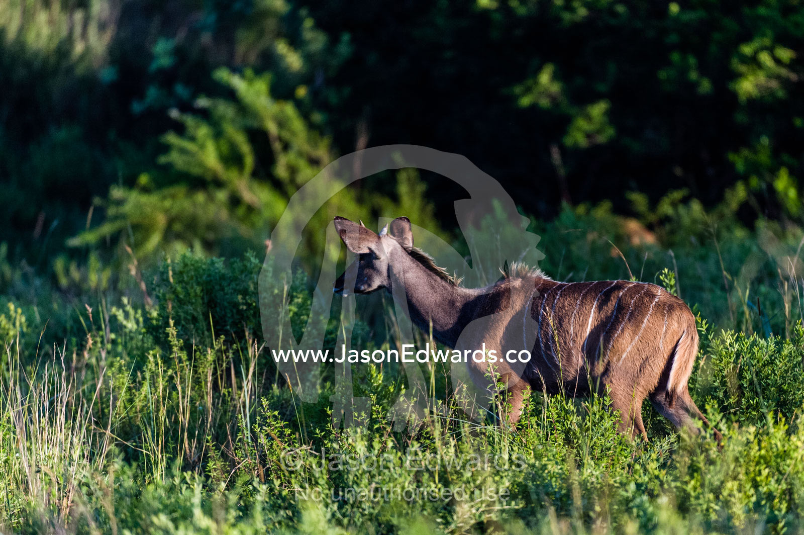 A Greater Kudu stands motionless listening to forest noises at dawn. Waterberg Mountains, Entabeni Game Reserve, Limpopo Province, South Africa.