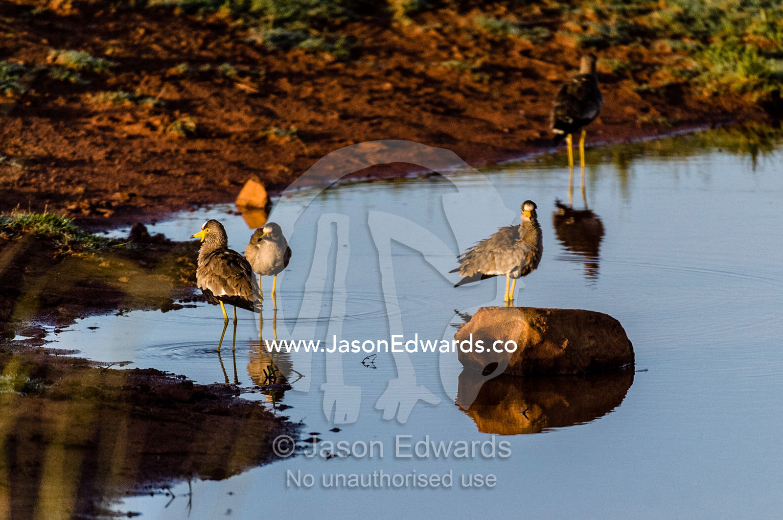 White-crowned plovers wading on a dwindling waterhole at sunset. Waterberg Mountains, Entabeni Game Reserve, Limpopo Province, South Africa.