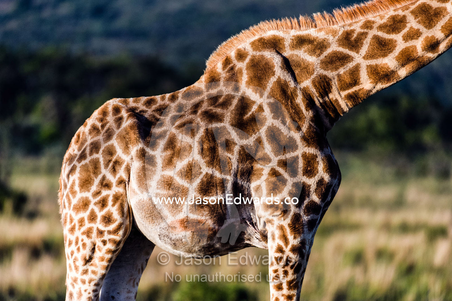 The skin and hide mosaic patterns of a South African Giraffe. Waterberg Mountains, Entabeni Game Reserve, Limpopo Province, South Africa.