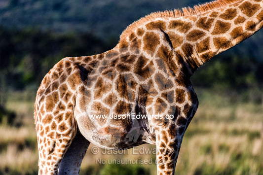 The skin and hide mosaic patterns of a South African Giraffe. Waterberg Mountains, Entabeni Game Reserve, Limpopo Province, South Africa.