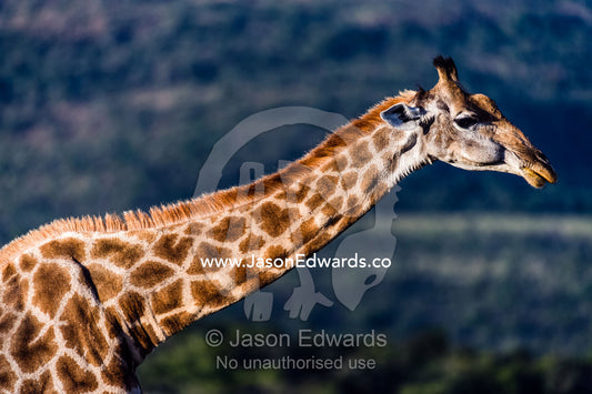The long neck of a South African Giraffe chewing its cud. Waterberg Mountains, Entabeni Game Reserve, Limpopo Province, South Africa.