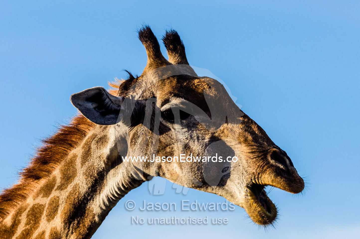 A South African Giraffe chewing it's cud at dawn. Waterberg Mountains, Entabeni Game Reserve, Limpopo Province, South Africa.
