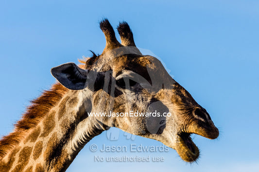A South African Giraffe chewing it's cud at dawn. Waterberg Mountains, Entabeni Game Reserve, Limpopo Province, South Africa.