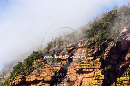 Fog and cloud shroud a mountaintop forest at dawn. Waterberg Mountains, Entabeni Game Reserve, Limpopo Province, South Africa.