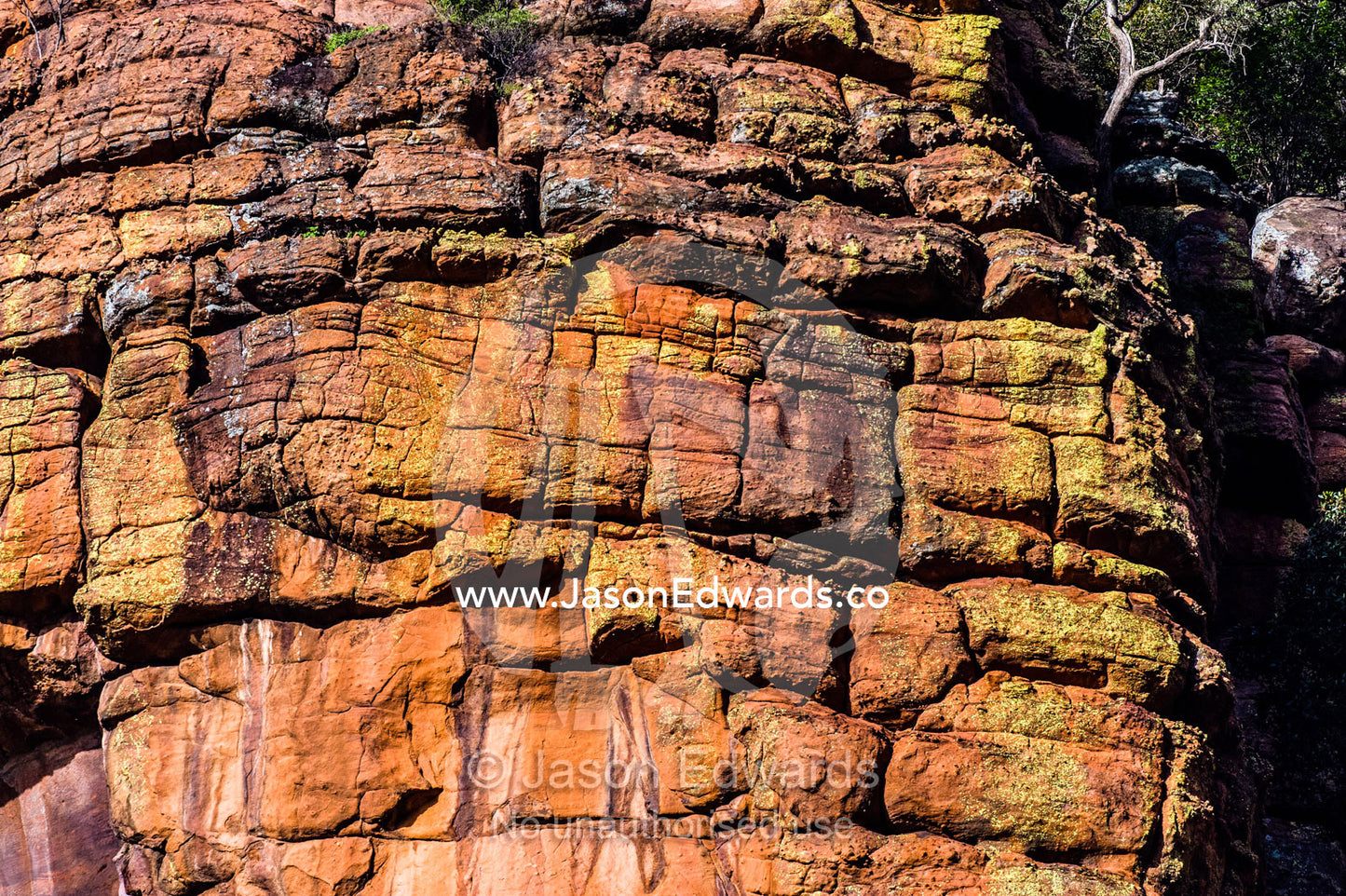 Yellow lichens encrusting a red-oxide weathered cliff face. Waterberg Mountains, Entabeni Game Reserve, Limpopo Province, South Africa.
