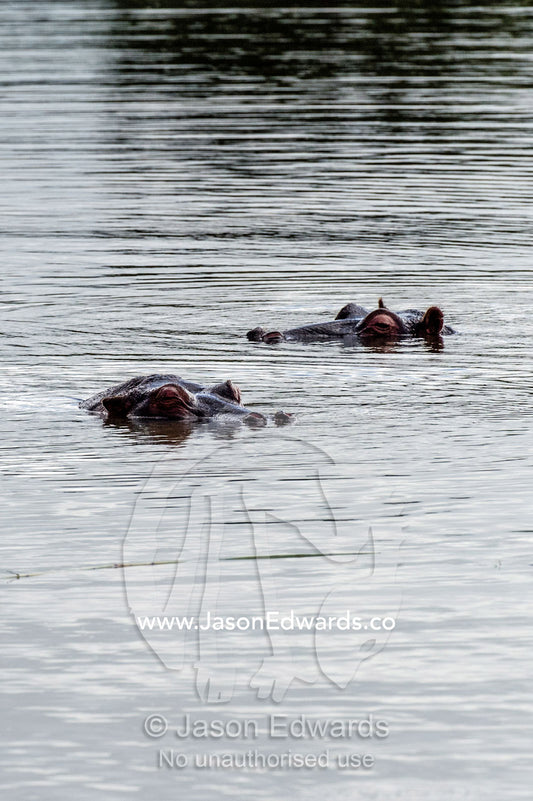 A pair of Nile Hippopotamus floating in a waterhole to stay cool. Waterberg Mountains, Entabeni Game Reserve, Limpopo Province, South Africa.