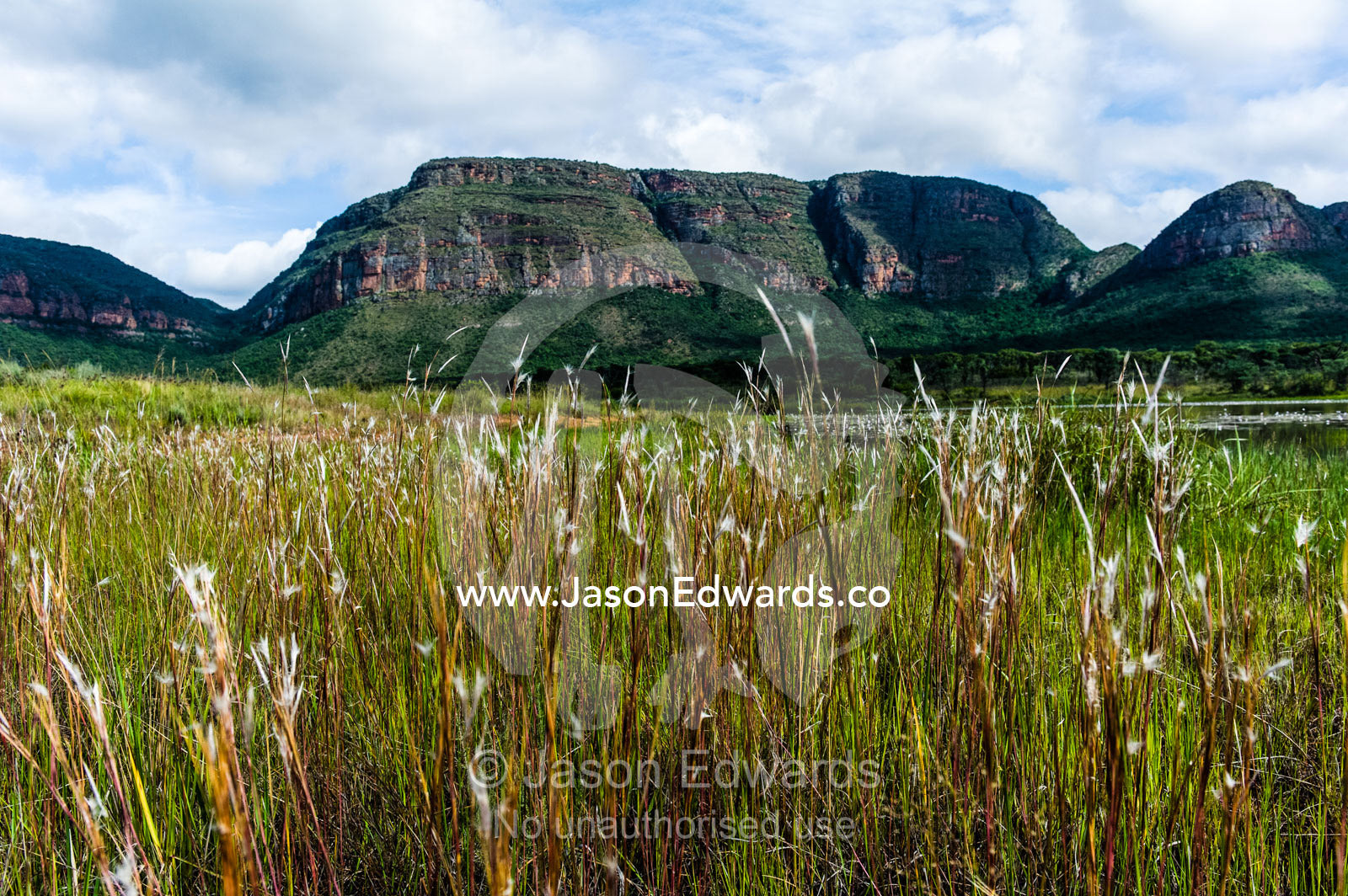 Seeding reeds and grasses line a wetland beneath a table-top mountain. Waterberg Mountains, Entabeni Game Reserve, Limpopo Province, South Africa.