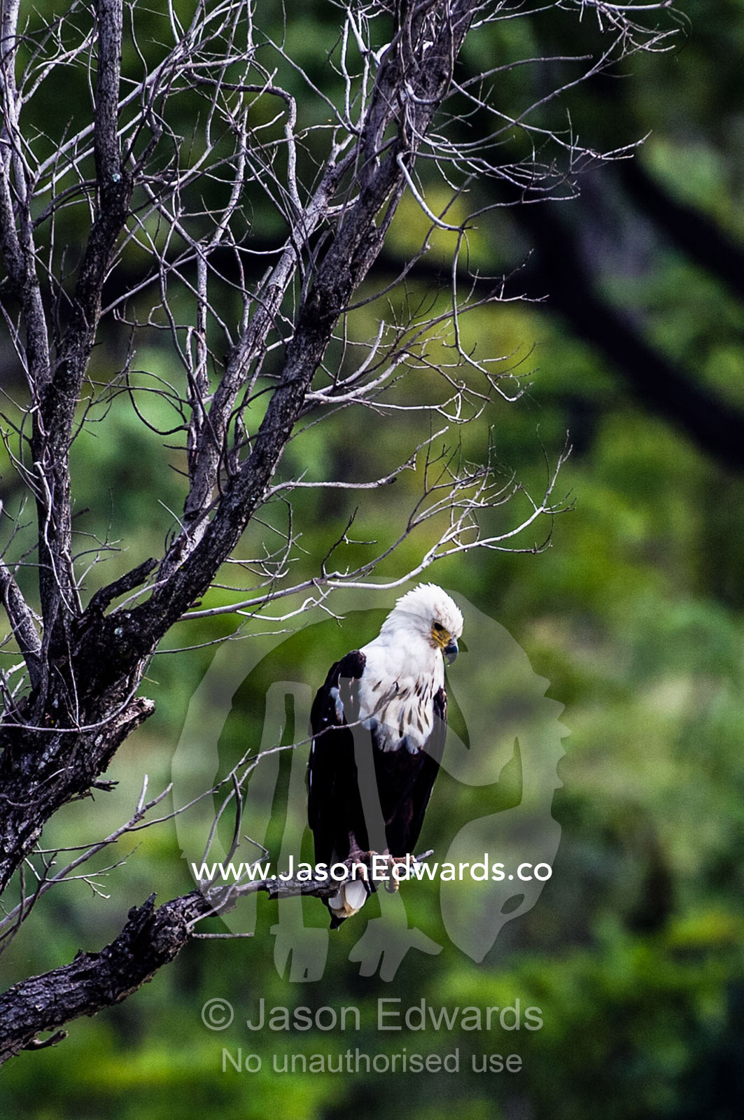 An African Fish Eagle searches for prey from a roost above a wetland. Waterberg Mountains, Entabeni Game Reserve, Limpopo Province, South Africa.