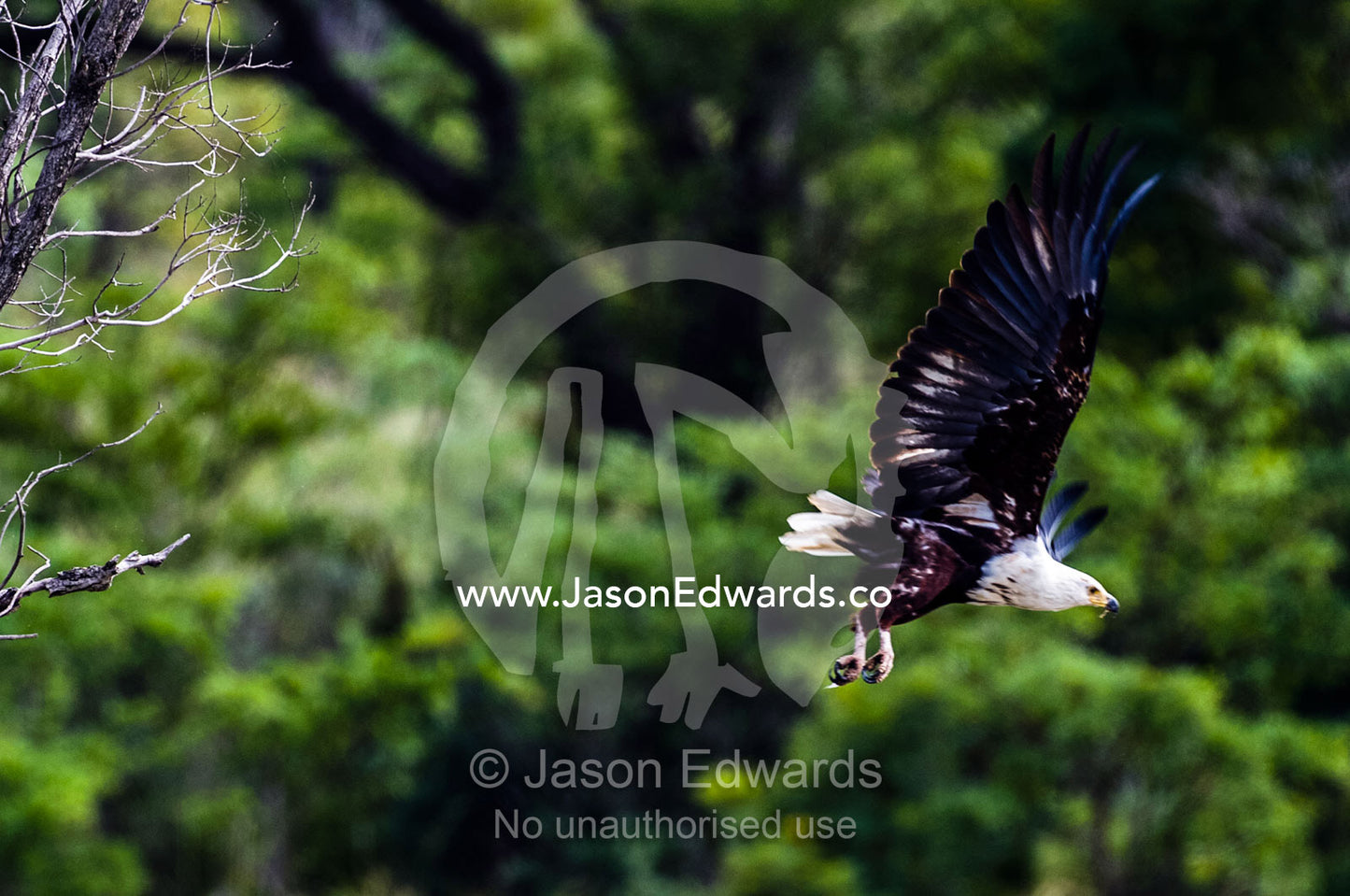 An African Fish Eagle launches from a roost above a wetland. Waterberg Mountains, Entabeni Game Reserve, Limpopo Province, South Africa.