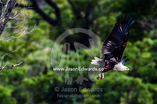 An African Fish Eagle launches from a roost above a wetland. Waterberg Mountains, Entabeni Game Reserve, Limpopo Province, South Africa.