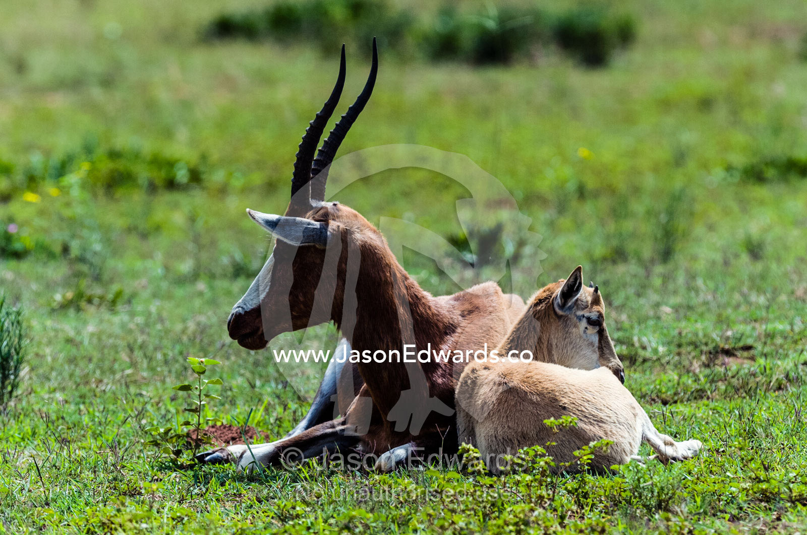 A mother Bontebok with her fawn keeps a watchful eye for predators. Waterberg Mountains, Entabeni Game Reserve, Limpopo Province, South Africa.