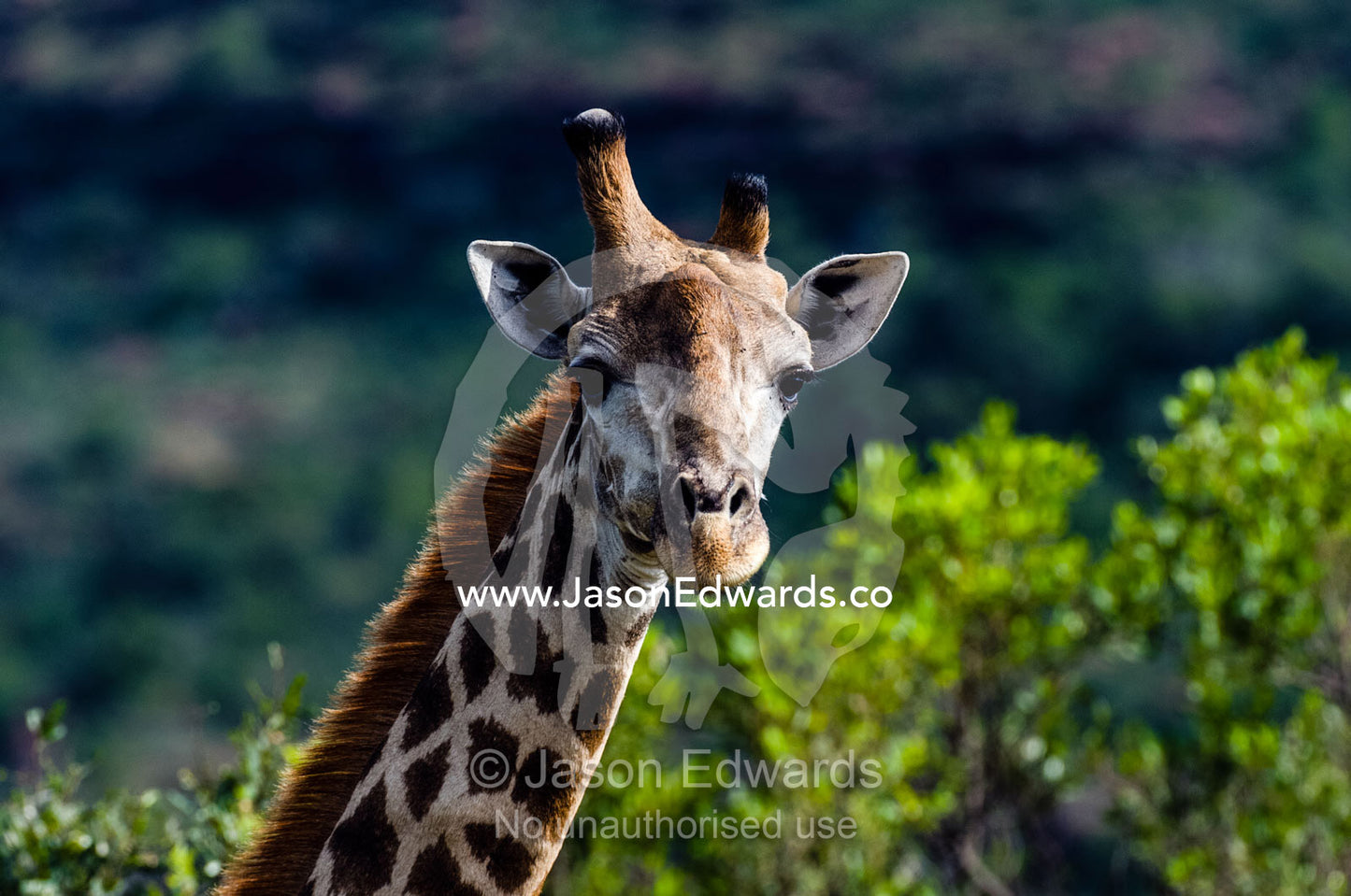 A South African Giraffe with a stunted and deformed horn. Waterberg Mountains, Entabeni Game Reserve, Limpopo Province, South Africa.