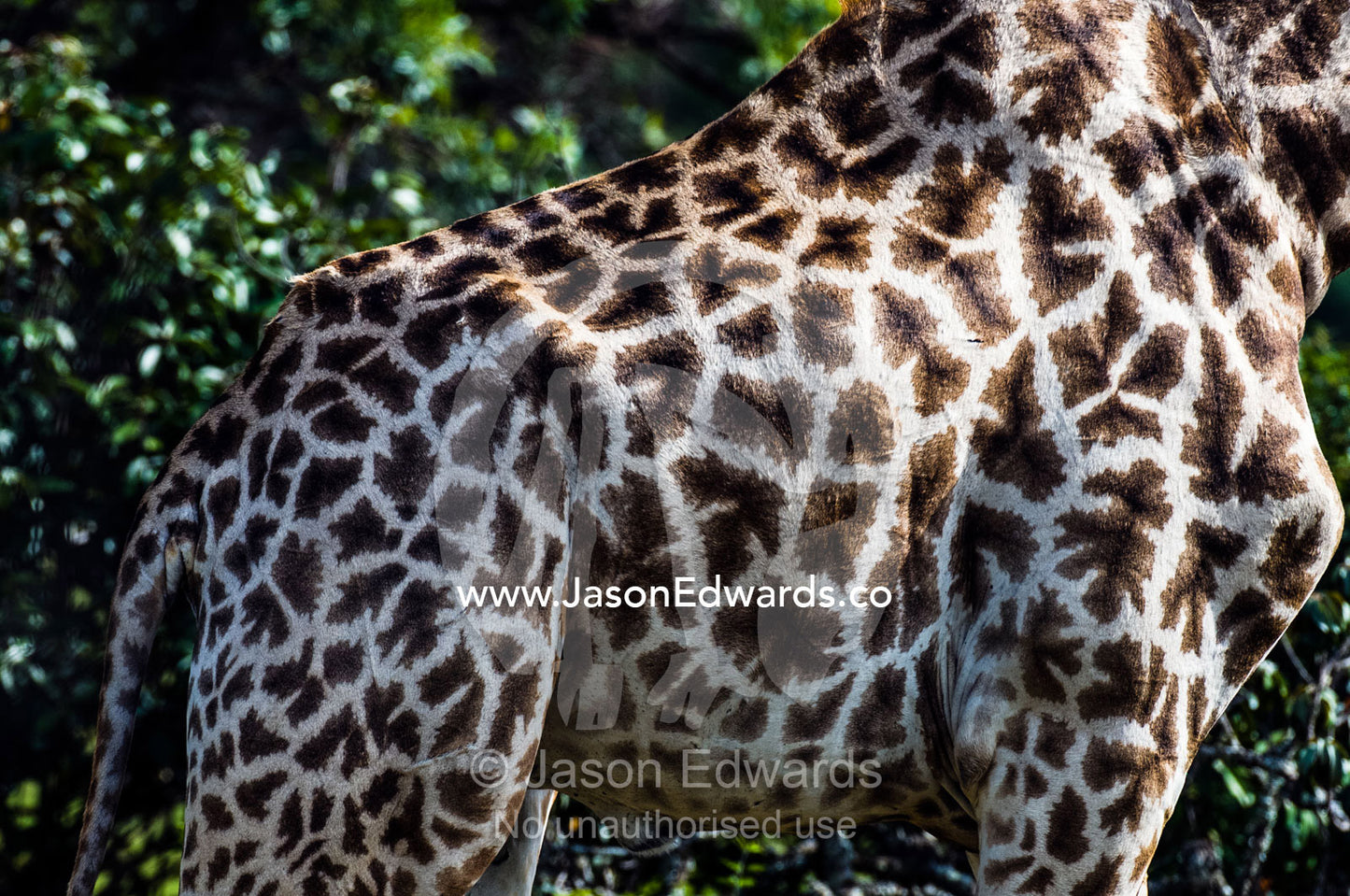 The skin and hide mosaic patterns of a South African Giraffe. Waterberg Mountains, Entabeni Game Reserve, Limpopo Province, South Africa.