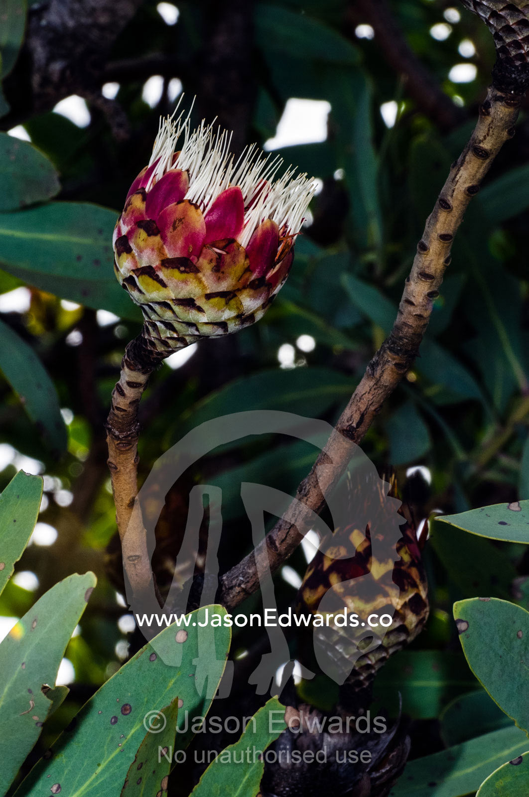 The National flower of South Africa, a King Protea flower bud opening. Waterberg Mountains, Entabeni Game Reserve, Limpopo Province, South Africa.