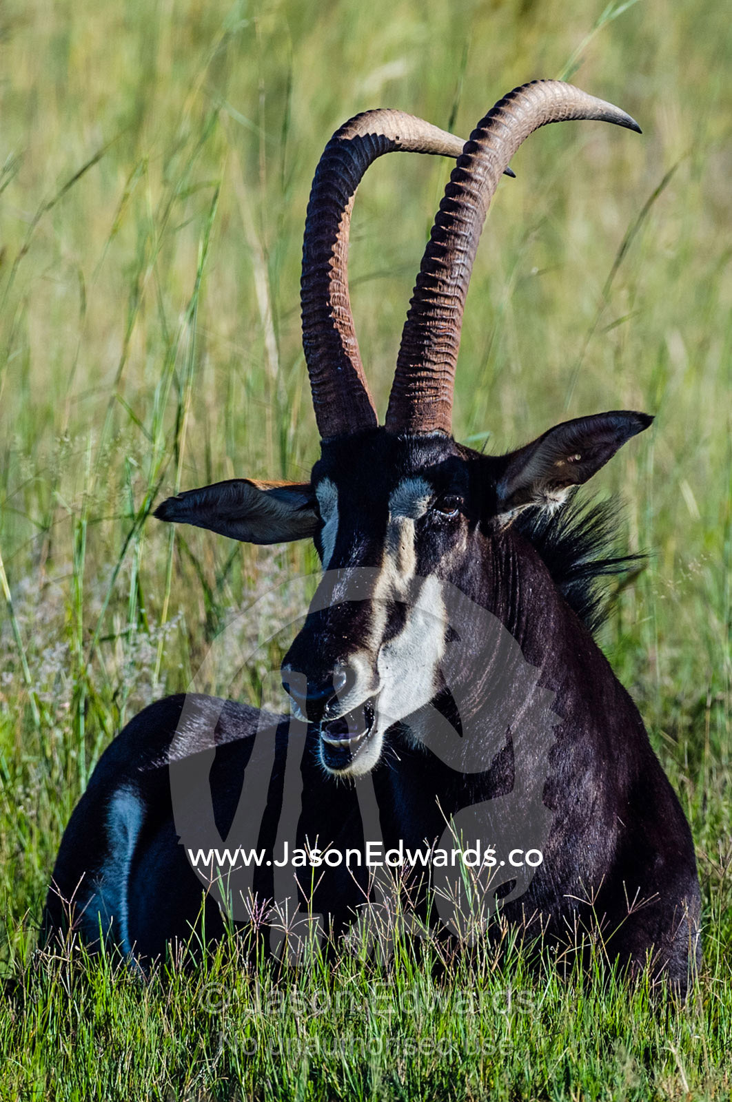 The impressive scimitar horns of Sable Antelope resting in tall grass. Waterberg Mountains, Entabeni Game Reserve, Limpopo Province, South Africa.