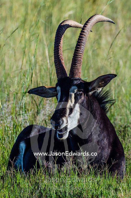 The impressive scimitar horns of Sable Antelope resting in tall grass. Waterberg Mountains, Entabeni Game Reserve, Limpopo Province, South Africa.