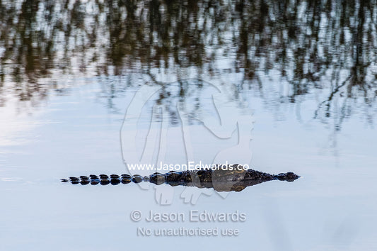A Nile Crocodile floating on the surface of a still waterhole. Waterberg Mountains, Entabeni Game Reserve, Limpopo Province, South Africa.