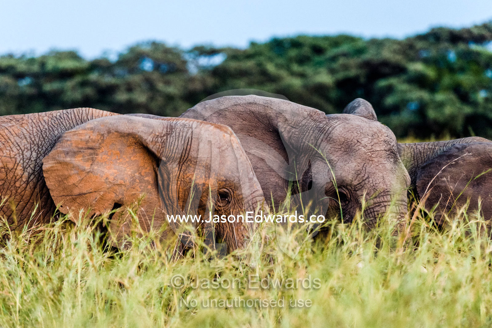 An African Elephant herd feeding on a plain of tall spear grass. Waterberg Mountains, Entabeni Game Reserve, Limpopo Province, South Africa.