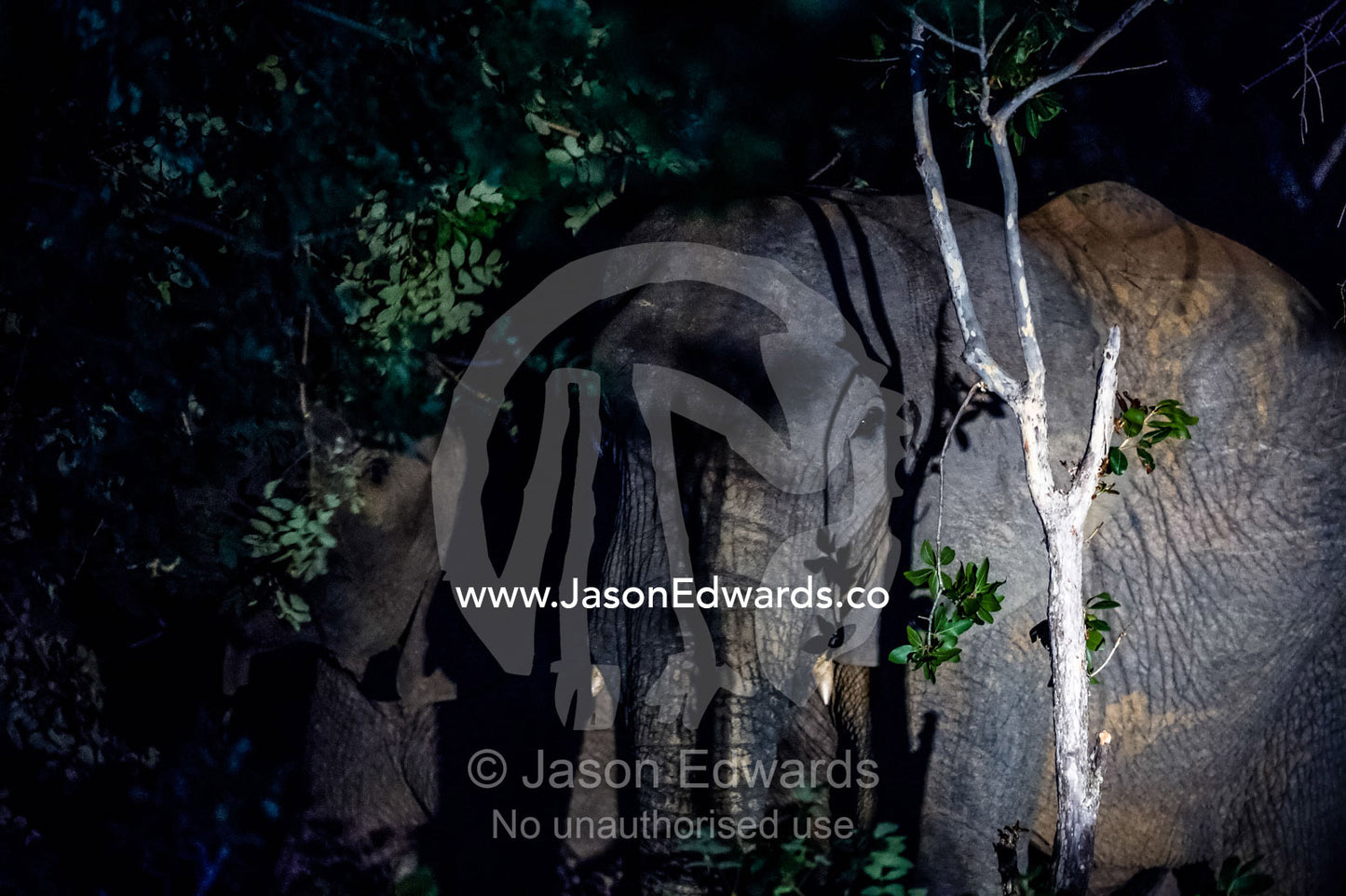 A herd of African Elephants feeding on forest tree foliage at night. Waterberg Mountains, Entabeni Game Reserve, Limpopo Province, South Africa.