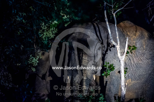 A herd of African Elephants feeding on forest tree foliage at night. Waterberg Mountains, Entabeni Game Reserve, Limpopo Province, South Africa.
