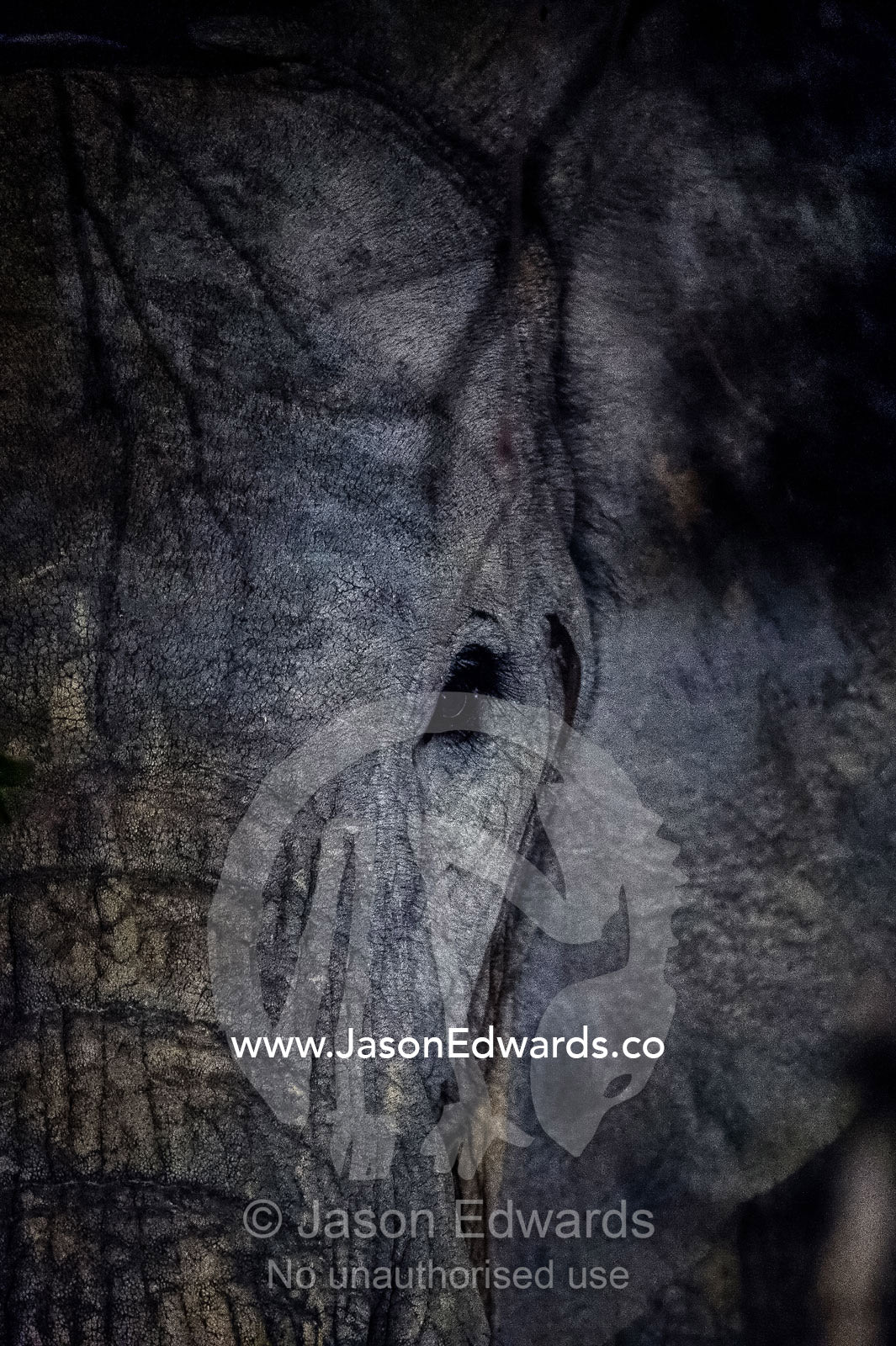 An African Elephant peers from the shadows of the forest at night. Waterberg Mountains, Entabeni Game Reserve, Limpopo Province, South Africa.