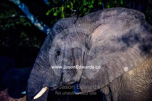 An African Elephant head emerges from the forest shadows at night. Waterberg Mountains, Entabeni Game Reserve, Limpopo Province, South Africa.