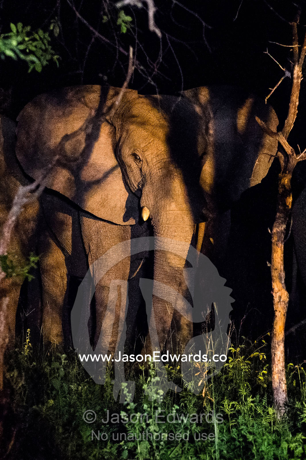 A herd of African Elephants feeding on forest tree foliage at night. Waterberg Mountains, Entabeni Game Reserve, Limpopo Province, South Africa.