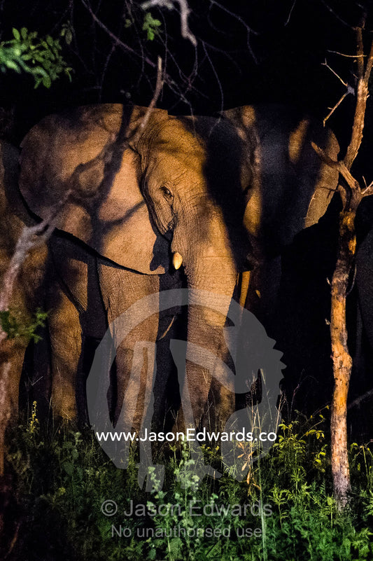 A herd of African Elephants feeding on forest tree foliage at night. Waterberg Mountains, Entabeni Game Reserve, Limpopo Province, South Africa.