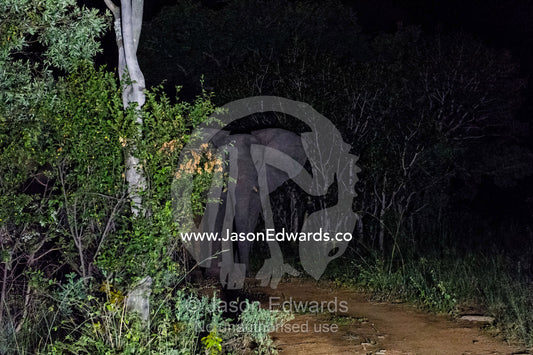 An African Elephant stands in a floodlight on a forest trail at night. Waterberg Mountains, Entabeni Game Reserve, Limpopo Province, South Africa.