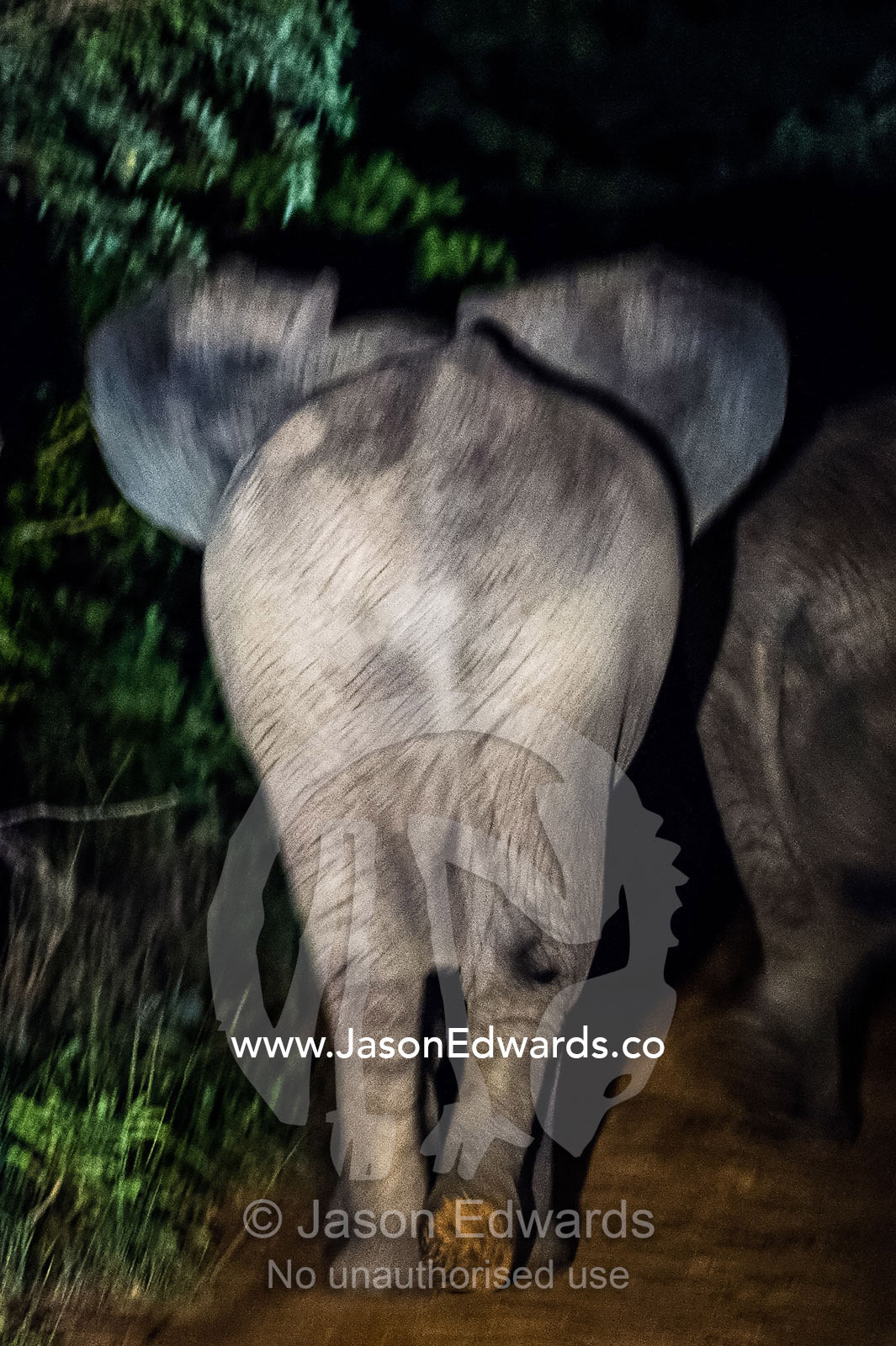 A herd of African Elephants walk across a forest trail at night. Waterberg Mountains, Entabeni Game Reserve, Limpopo Province, South Africa.