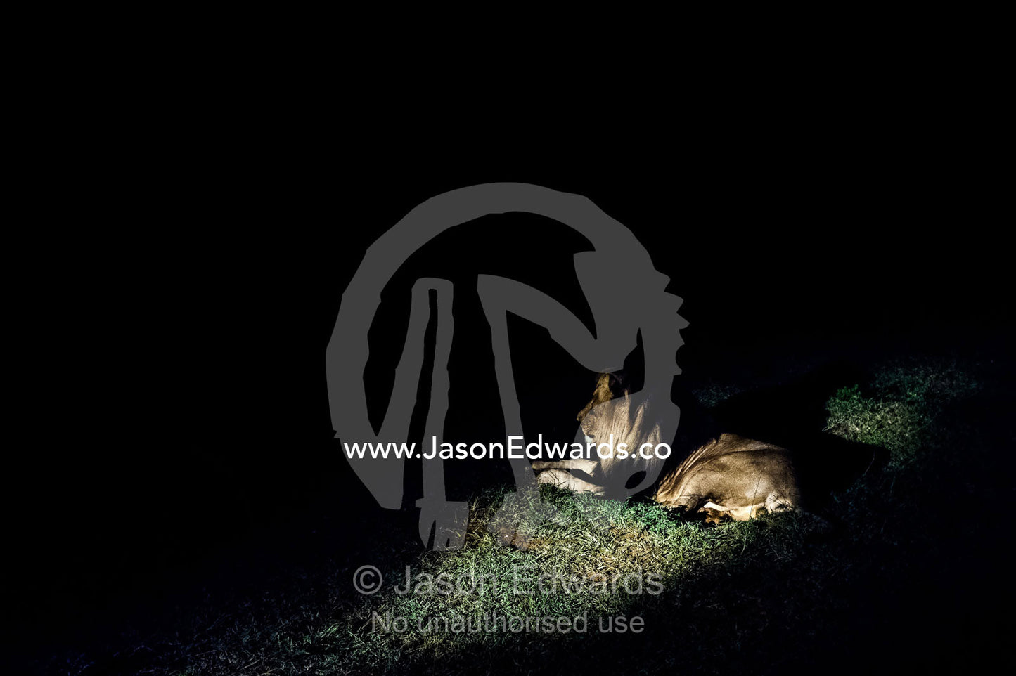 A dominant male African Lion stares into the darkness on the veld. Waterberg Mountains, Entabeni Game Reserve, Limpopo Province, South Africa.