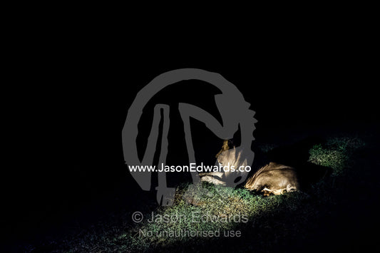 A dominant male African Lion stares into the darkness on the veld. Waterberg Mountains, Entabeni Game Reserve, Limpopo Province, South Africa.