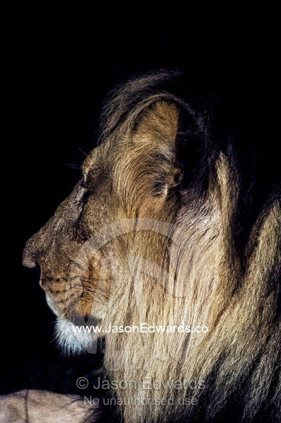 A dominant male African Lion stares into the darkness on the veld. Waterberg Mountains, Entabeni Game Reserve, Limpopo Province, South Africa.