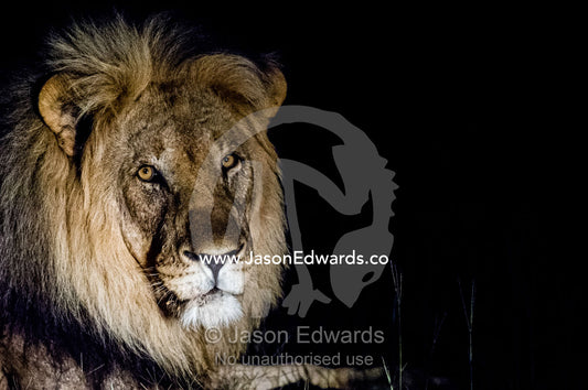 A dominant male African Lion stares into the darkness on the veld. Waterberg Mountains, Entabeni Game Reserve, Limpopo Province, South Africa.