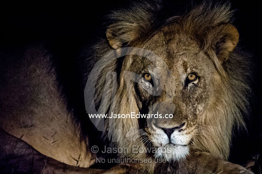 A dominant male African Lion stares into the darkness on the veld. Waterberg Mountains, Entabeni Game Reserve, Limpopo Province, South Africa.