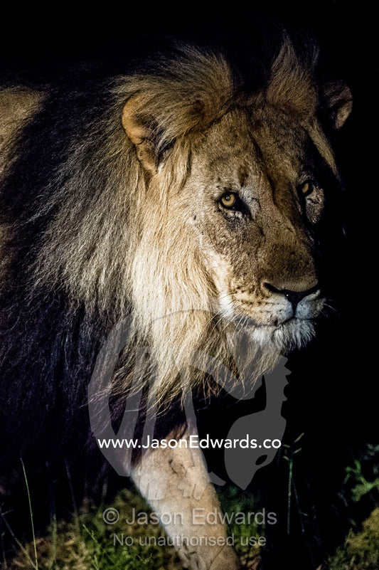 A dominant male African Lion stares into the darkness on the veld. Waterberg Mountains, Entabeni Game Reserve, Limpopo Province, South Africa.