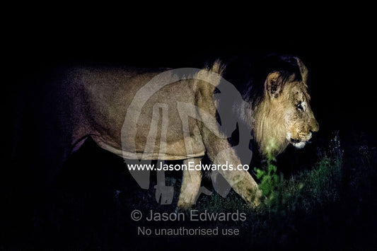 A dominant male African Lion stares into the darkness on the veld. Waterberg Mountains, Entabeni Game Reserve, Limpopo Province, South Africa.