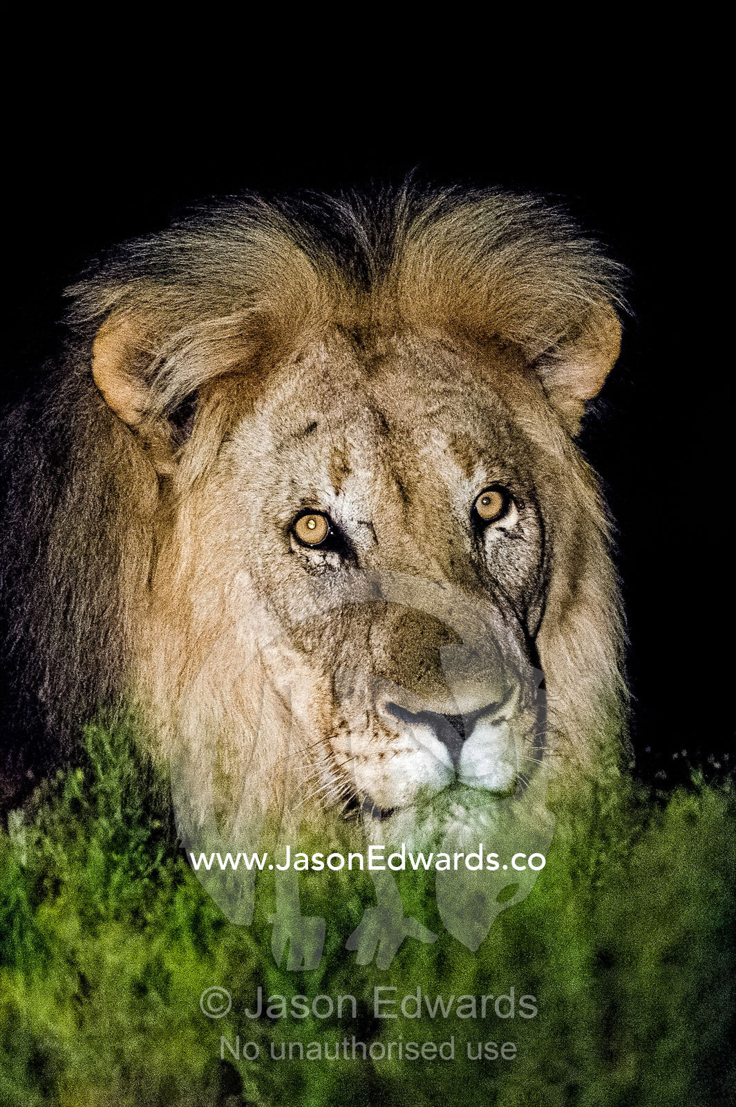 A dominant male African Lion stalking prey the savannah veld at night. Waterberg Mountains, Entabeni Game Reserve, Limpopo Province, South Africa.