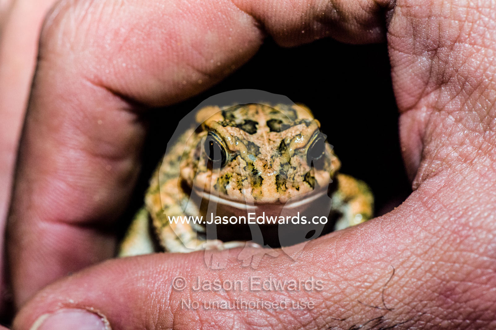 A Guttural Toad being held gently in a persons hand peers outside. Waterberg Mountains, Entabeni Game Reserve, Limpopo Province, South Africa.