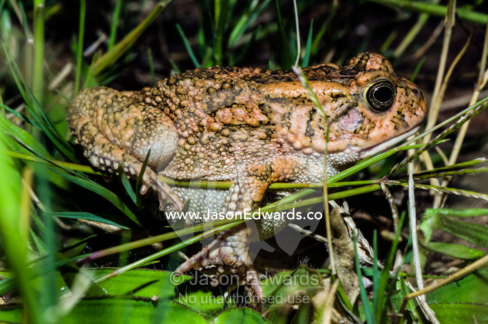 A Guttural Toad moving between blades of grass on a savannah plain. Waterberg Mountains, Entabeni Game Reserve, Limpopo Province, South Africa.