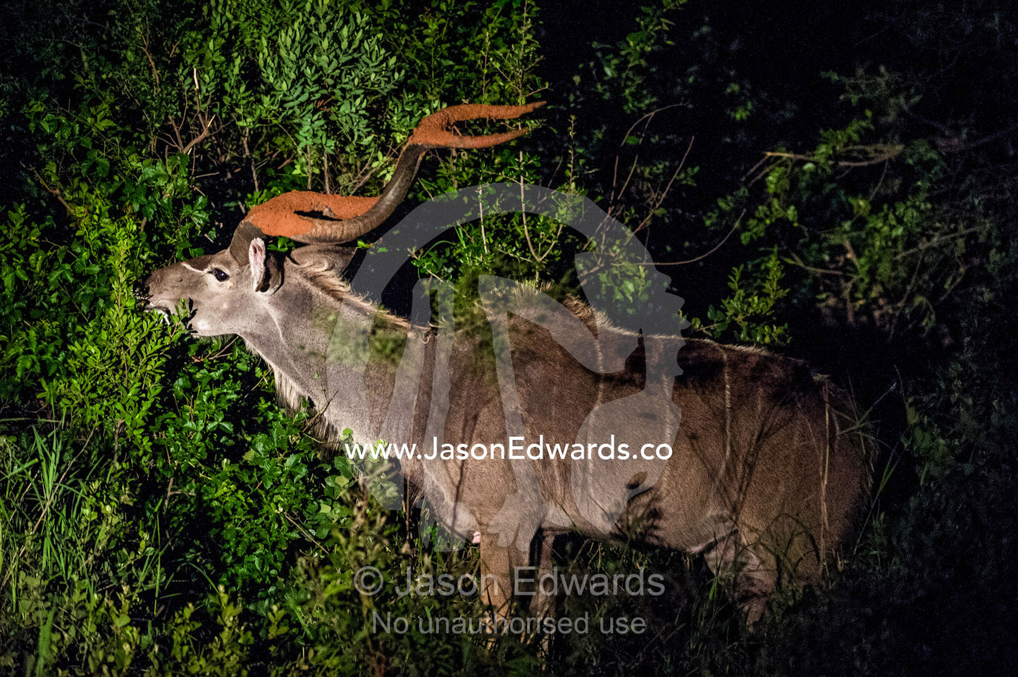 A male Greater Kudu feeding on a shrub in the bushveld at night. Waterberg Mountains, Entabeni Game Reserve, Limpopo Province, South Africa.