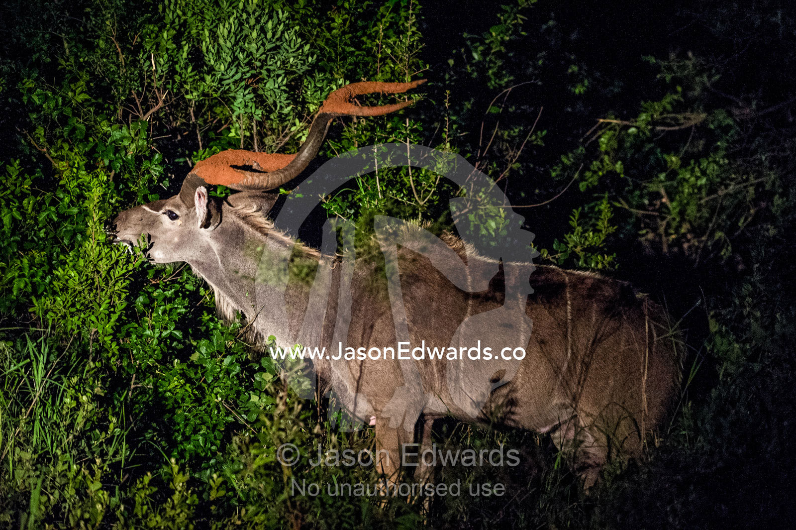 A male Greater Kudu feeding on a shrub in the bushveld at night. Waterberg Mountains, Entabeni Game Reserve, Limpopo Province, South Africa.