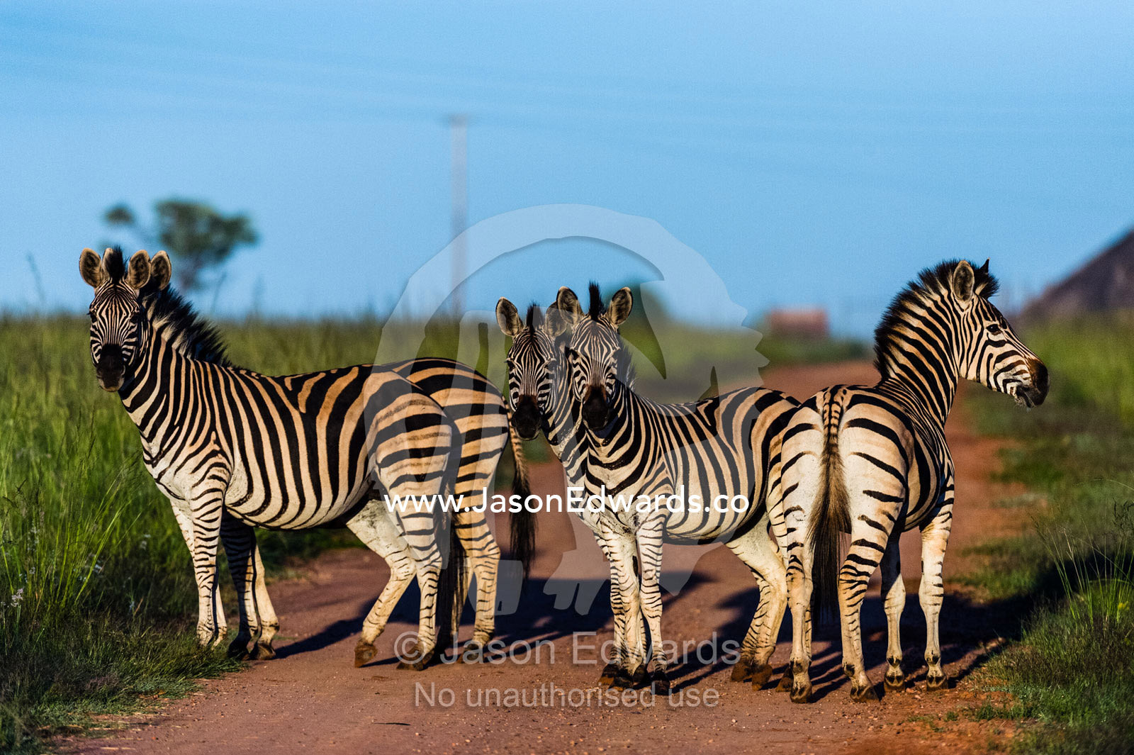 A herd of Burchell Zebra resting on a dirt road on a cold morning. Waterberg Mountains, Entabeni Game Reserve, Limpopo Province, South Africa.