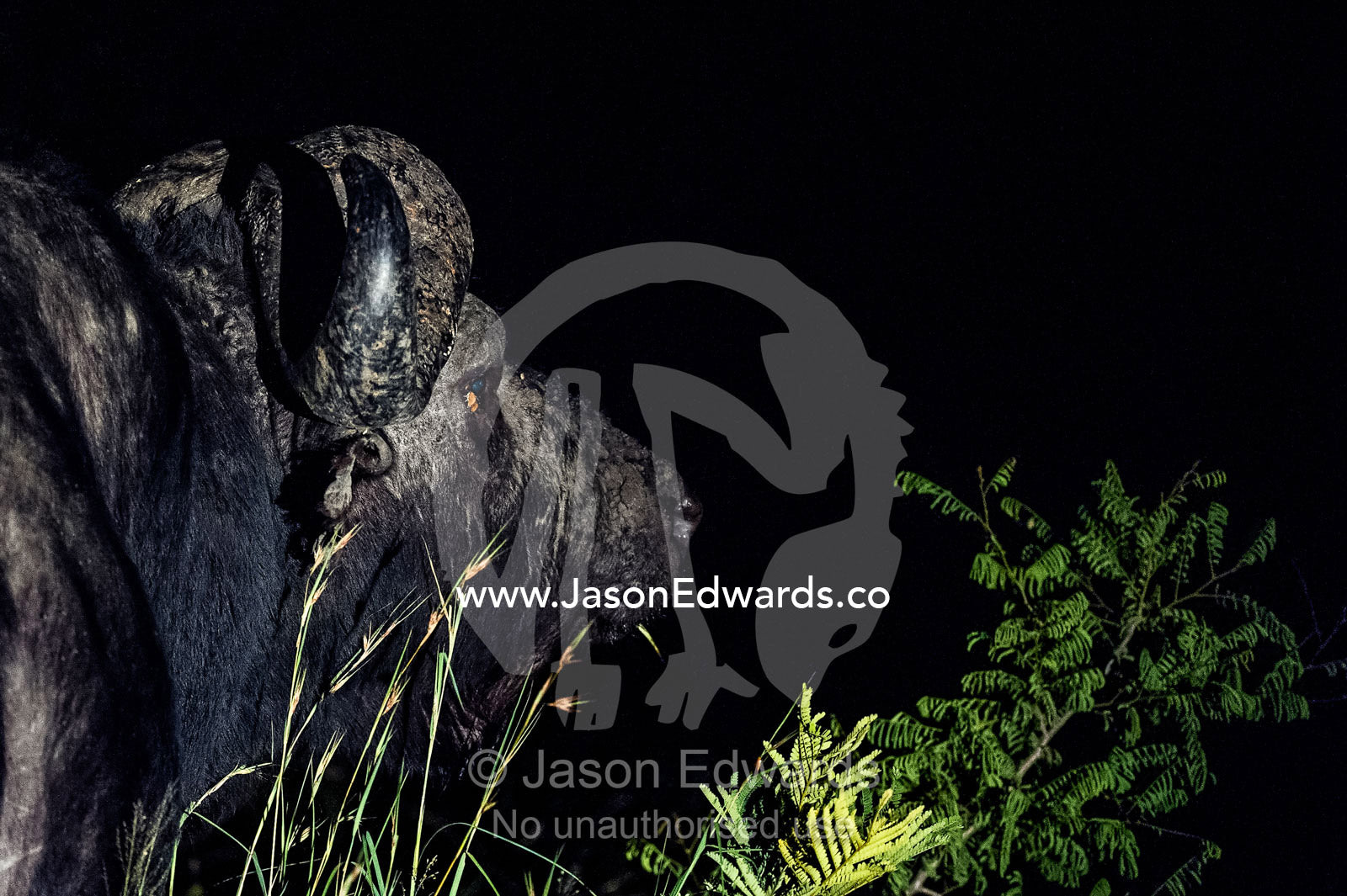 An old bull African Buffalo stares into the darkness on the savannah. Waterberg Mountains, Entabeni Game Reserve, Limpopo Province, South Africa.