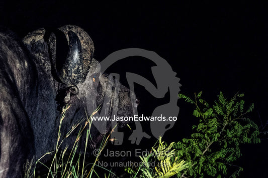 An old bull African Buffalo stares into the darkness on the savannah. Waterberg Mountains, Entabeni Game Reserve, Limpopo Province, South Africa.
