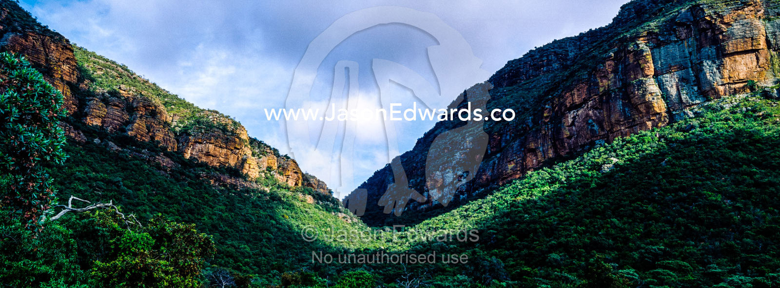 A dense forest fills a rugged gorge between towering cliff faces. Waterberg Mountains, Entabeni Game Reserve, Limpopo Province, South Africa.