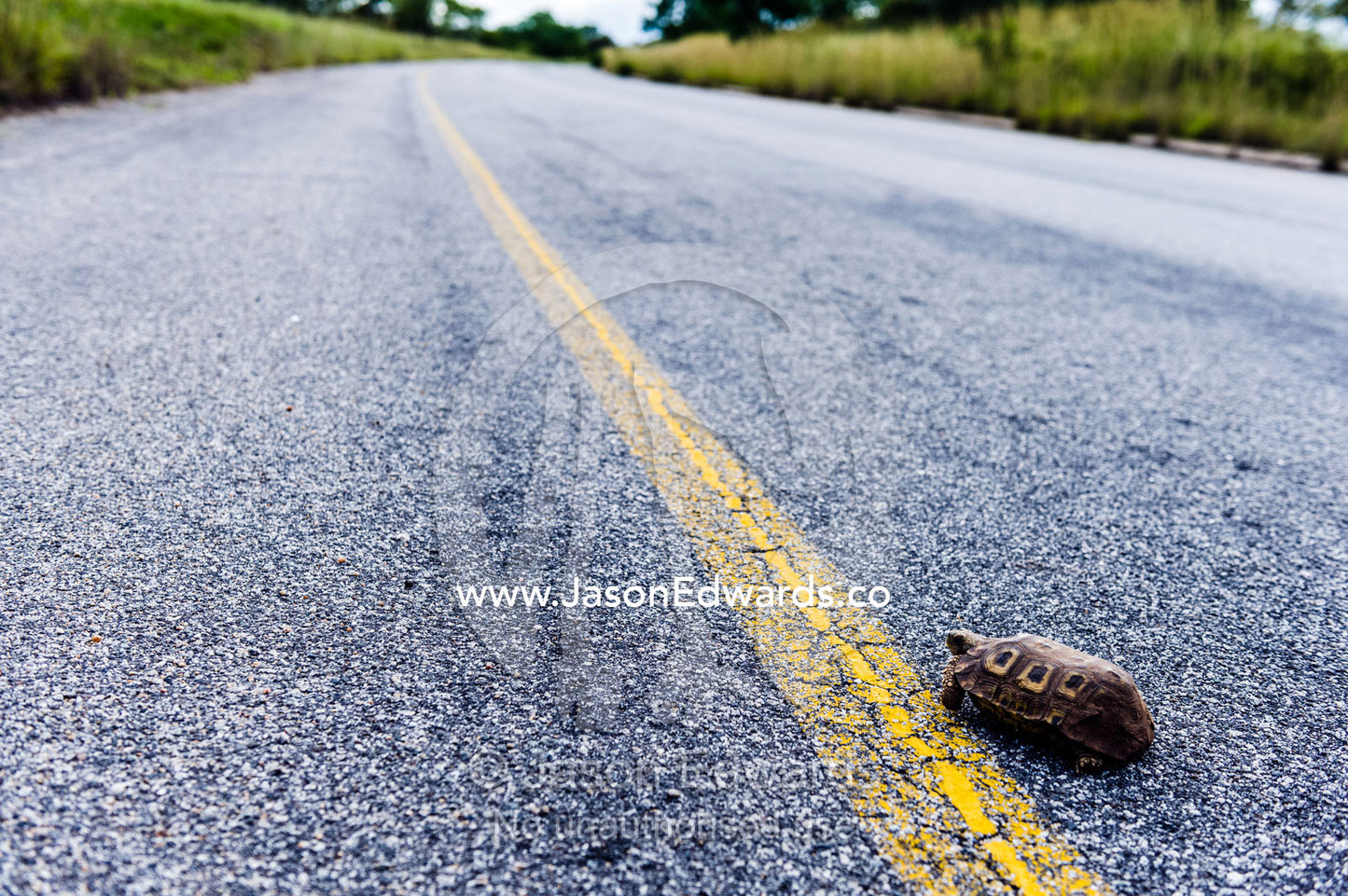 A Parrot-beaked Tortoise on a dangerous journey across a road. Kruger National Park, Manyeleti Game Reserve, Limpopo Province, Mpumalanga Province, South Africa.