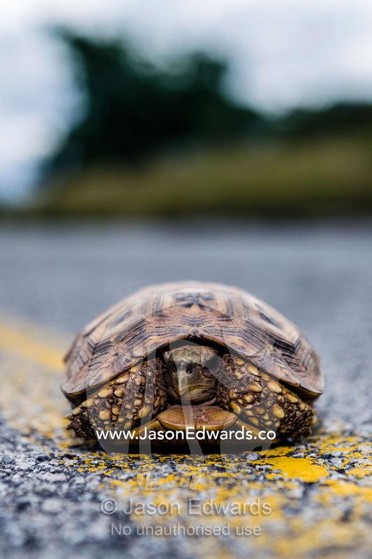 A Parrot-beaked Tortoise on a dangerous journey across a road. Kruger National Park, Manyeleti Game Reserve, Limpopo Province, Mpumalanga Pro, South Africa
