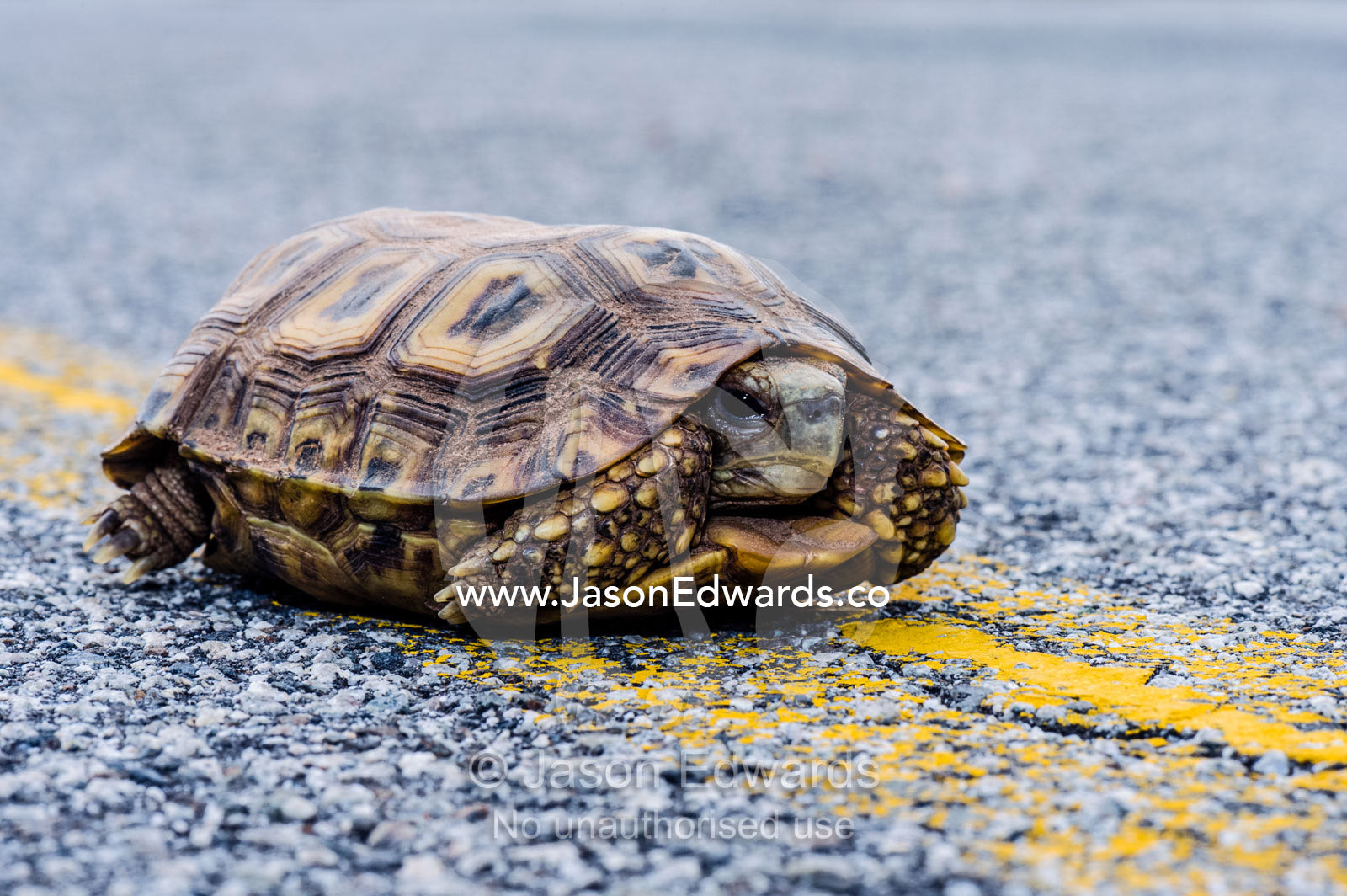 A Parrot-beaked Tortoise on a dangerous journey across a road. Kruger National Park, Manyeleti Game Reserve, Limpopo Province, Mpumalanga Pro, South Africa